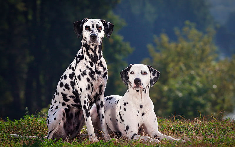 Dalmatian Dog breeders In india