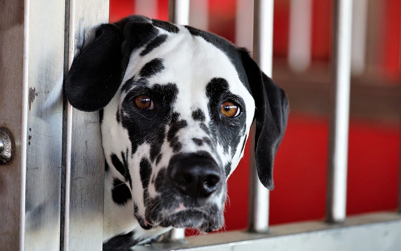 Dalmatian puppy price In India