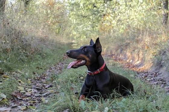 Doberman dog for sale In India