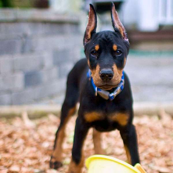 doberan puppy purchase in bangalore
