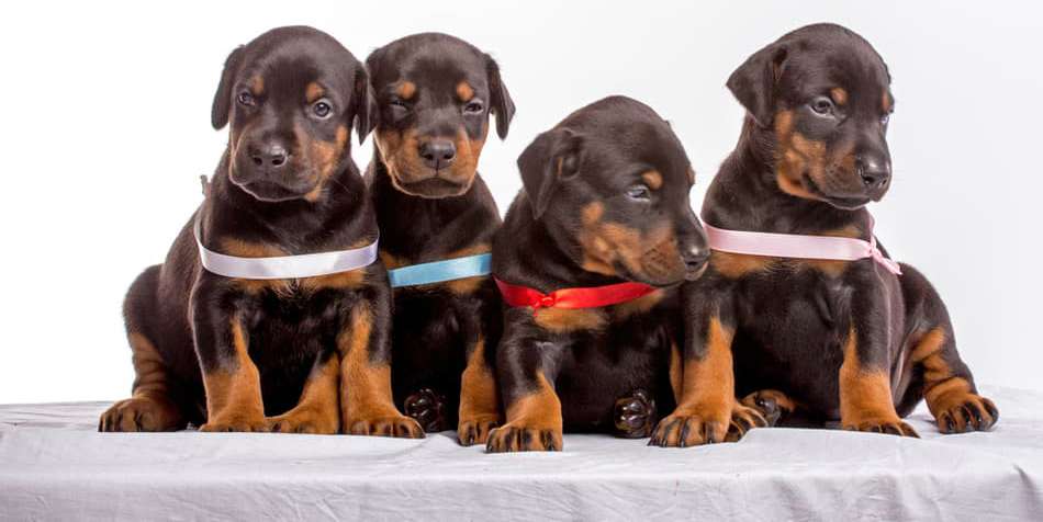 doberman Price in bangalore