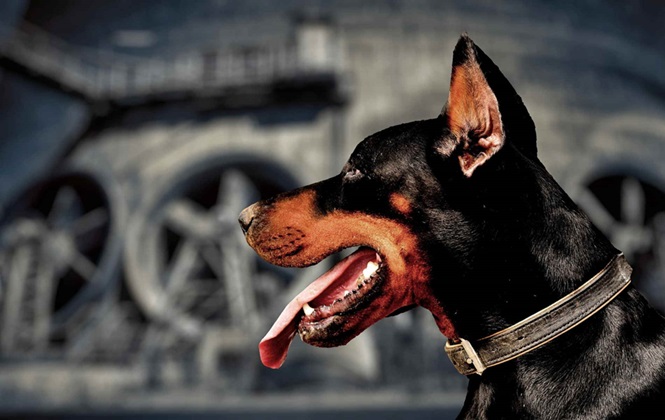 Doberman price In India