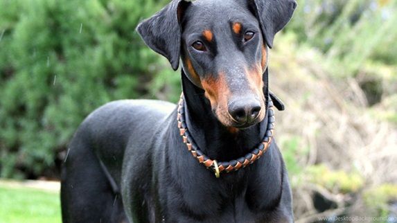 doberman Puppies for sale in india
