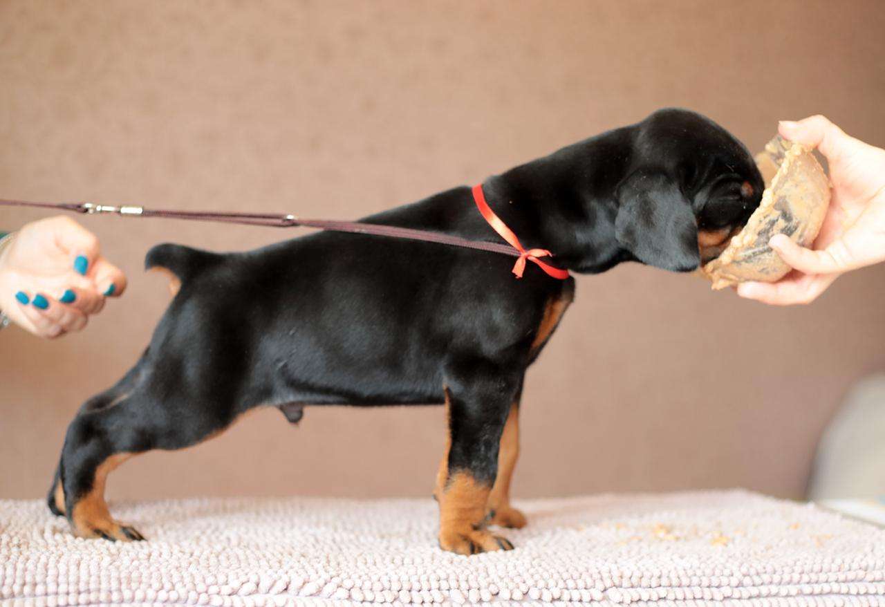 doberman for sale in bangalore