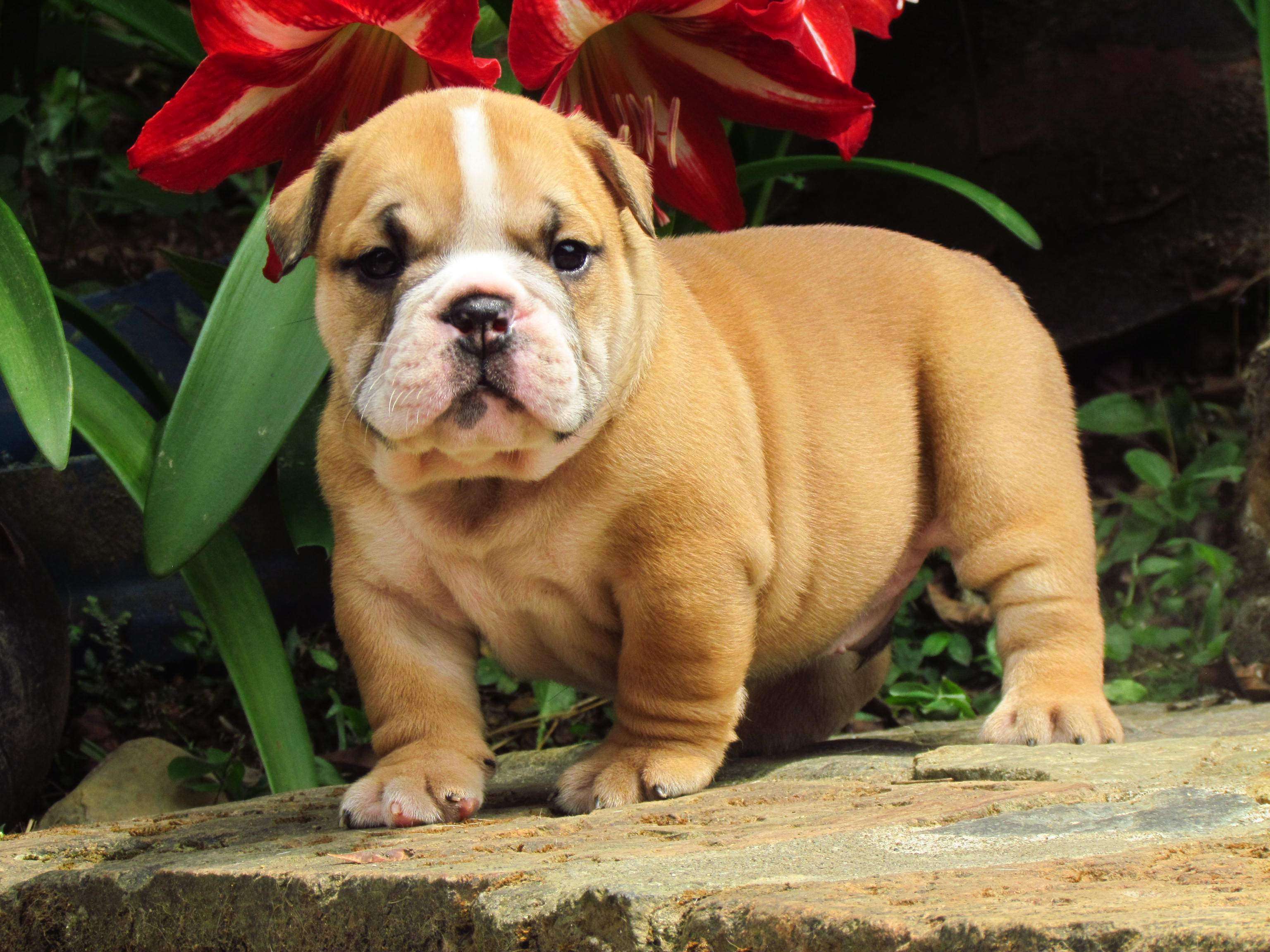 English Bulldog-Dog-Breeders In bangalore