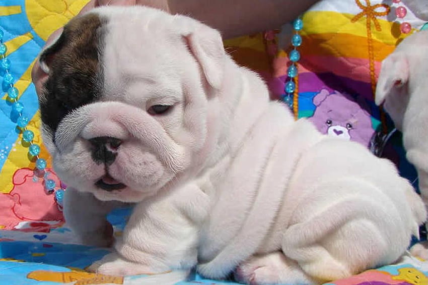 English Bulldog-Dog-adoption In india