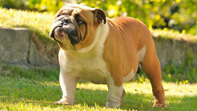 English Bulldog Puppy Price In India