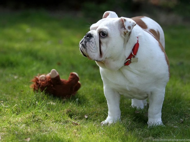 English Bulldog for sale In India