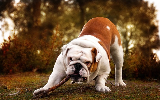 English Bulldog price In India