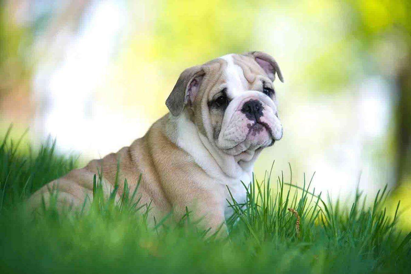 English Bulldog Dog for sale In bangalore