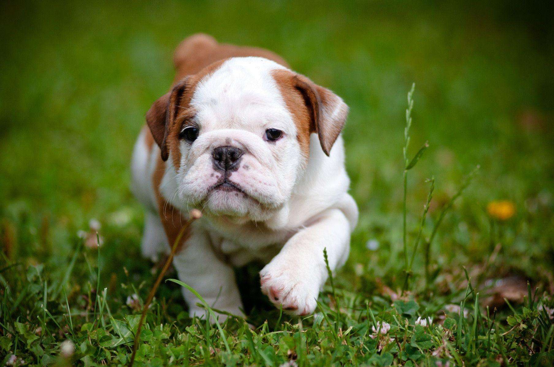 English Bulldog Dog Price In bangalore