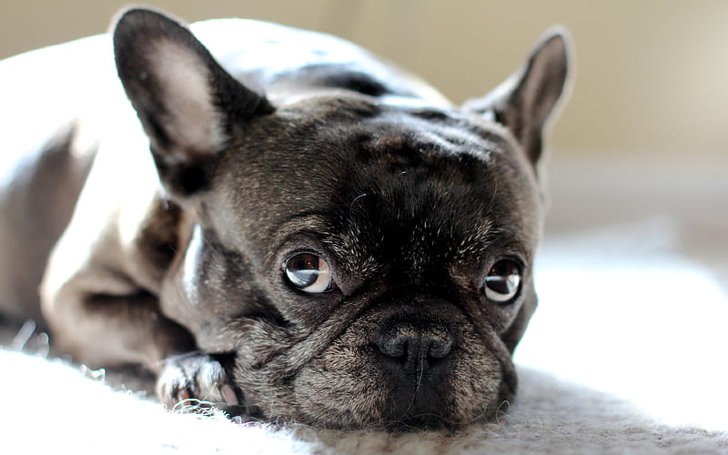 French Bulldog male price In India