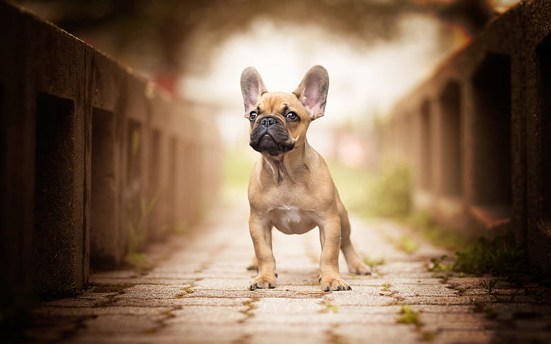 French Bulldog puppy price In India