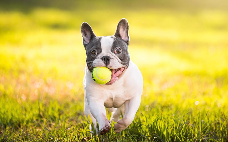 French Bulldog dog breeder In India