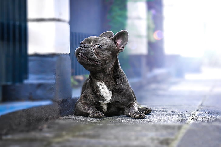French Bulldog dog price In India