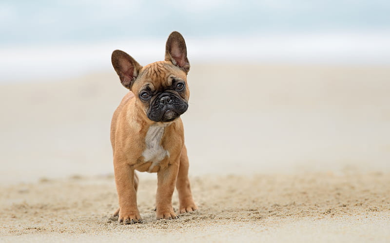 French Bulldog dog price In India