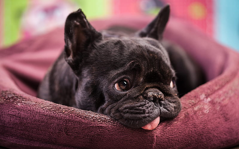 French Bulldog dog price in India