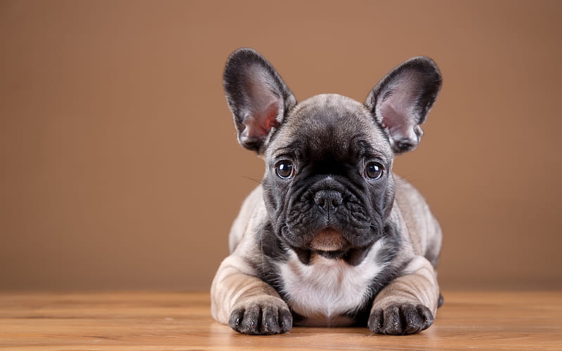 French Bulldog for sale In India