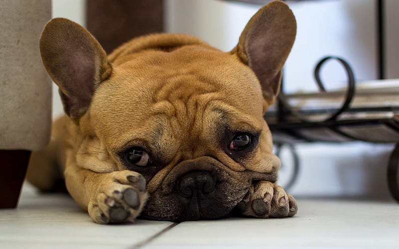 Cutest French Bulldog Puppy Price In India