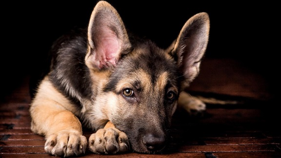 German Shepherd dog breeder In India