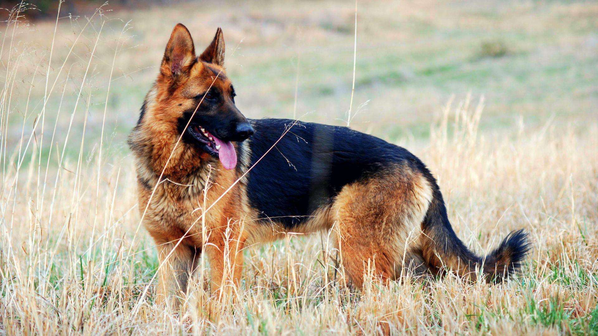 german shepherd dog breeders in bangalore