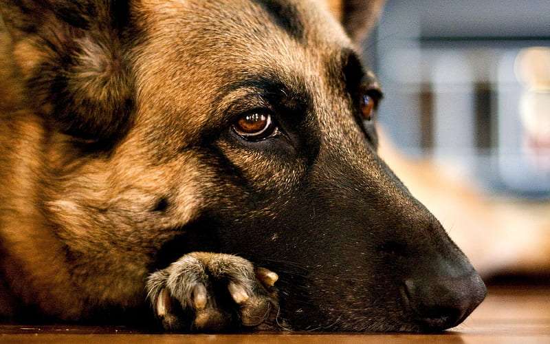 german shepherd dog price in bangalore