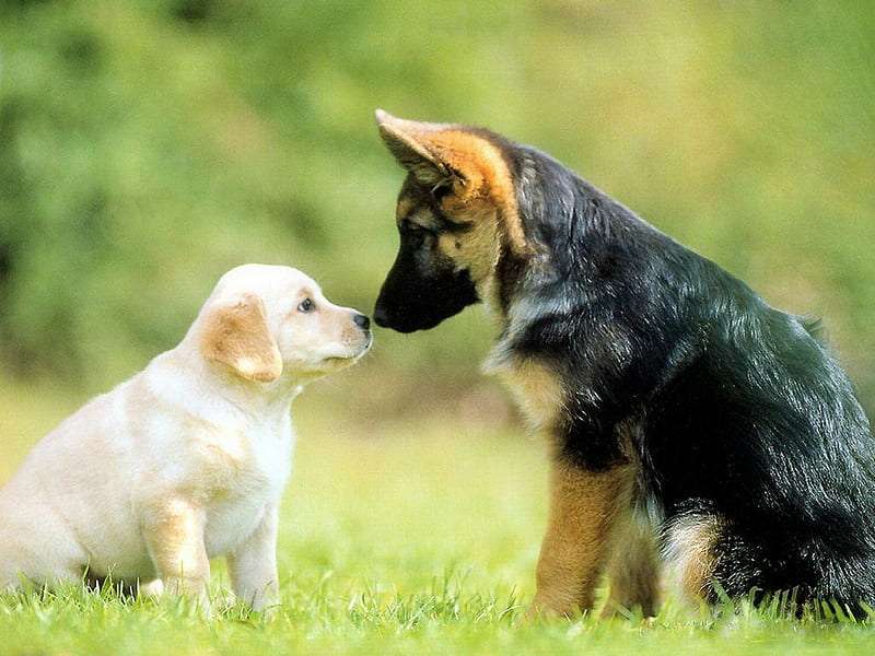 german shepherd dog breeder in bangalore