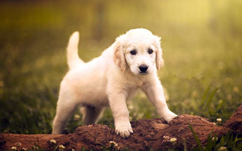 Golden Retriever Puppy Price in bangalore | Golden Retriever Puppy For Sale In Bangalore