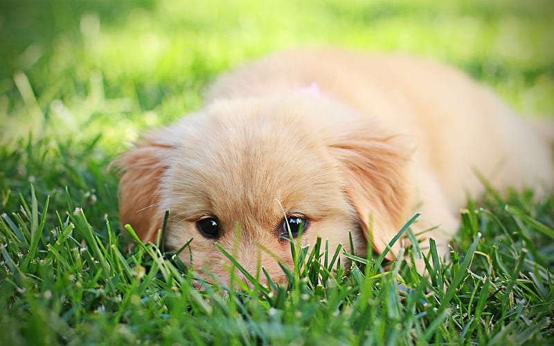 Golden Retriever Puppy Price in bangalore