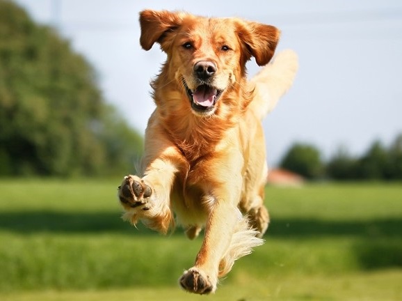 golden retriever dog price in india