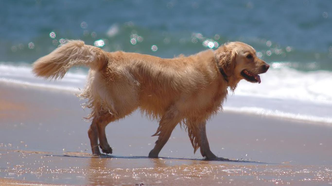 golden retriever dog price in india