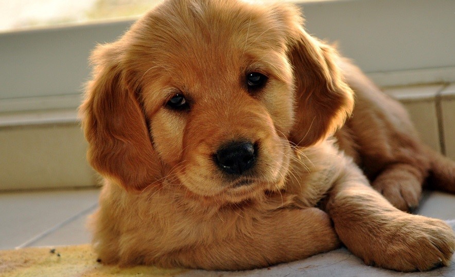 Golden Retriever Puppies price in india