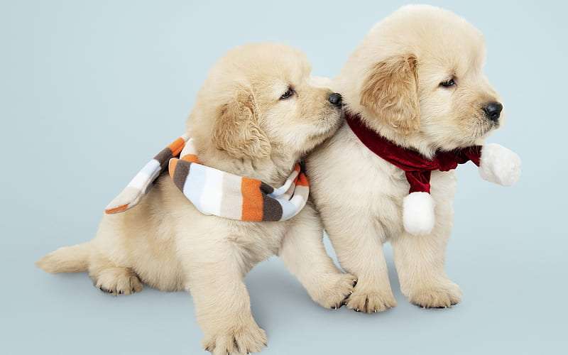 Golden Retriever Breeder in bangalore