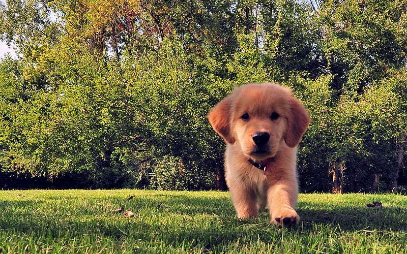 Golden Retriever Price In Bangalore | golden retriever puppies for sale in bangalore online | Buy Golden Retriever Puppy Bangalore Online
