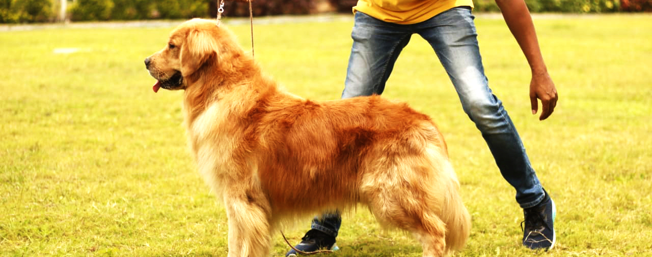 Golden Retriever Puppy Price in bangalore | Golden Retriever Puppy For Sale In Bangalore