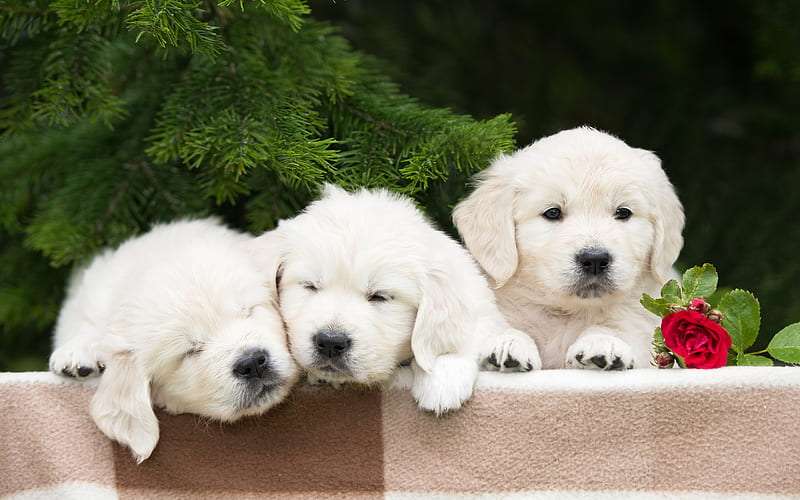 Golden Retriever Puppy Price in bangalore | Golden Retriever Puppy For Sale In Bangalore