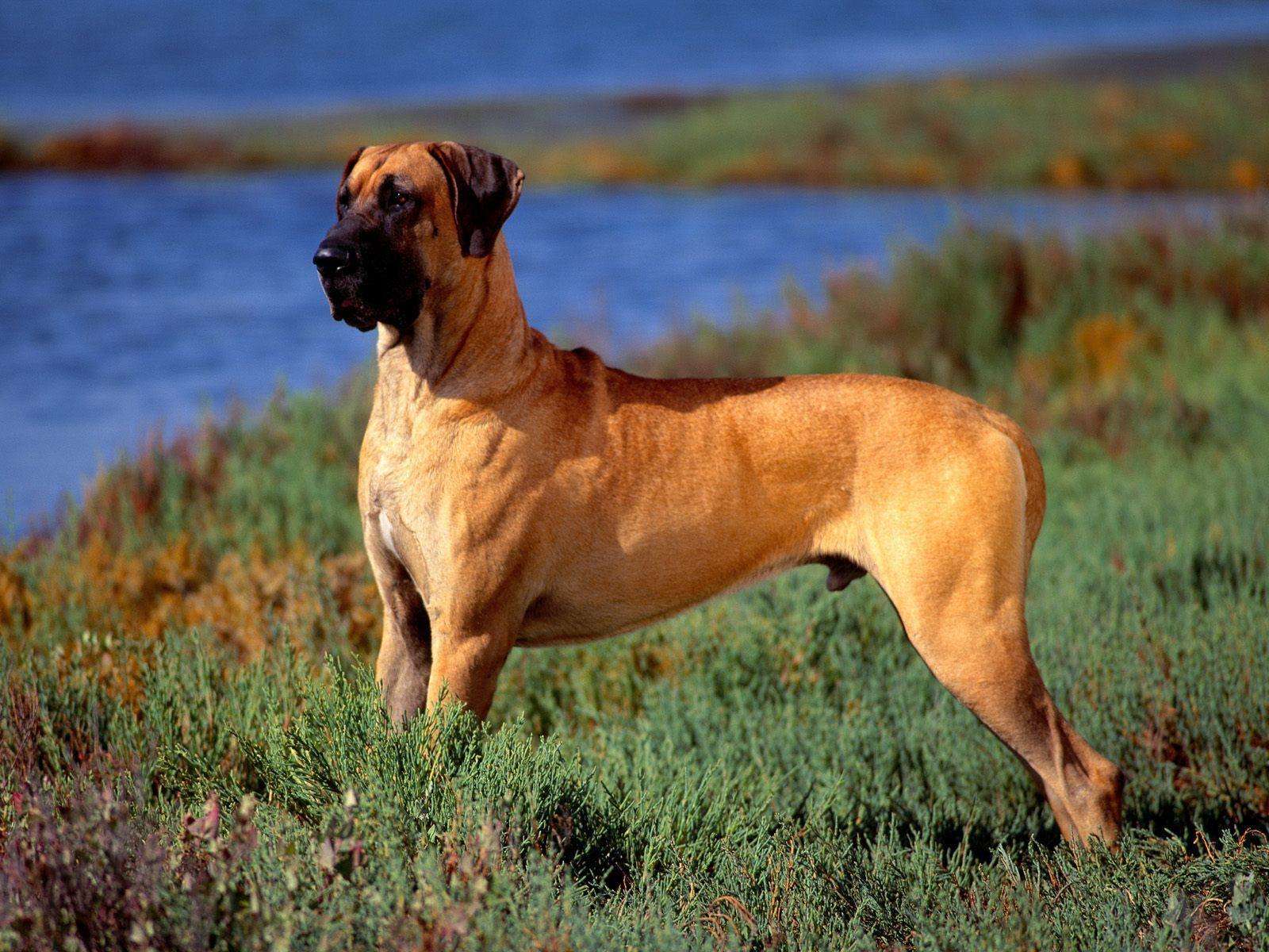 Great Dane Dog Price In bangalore