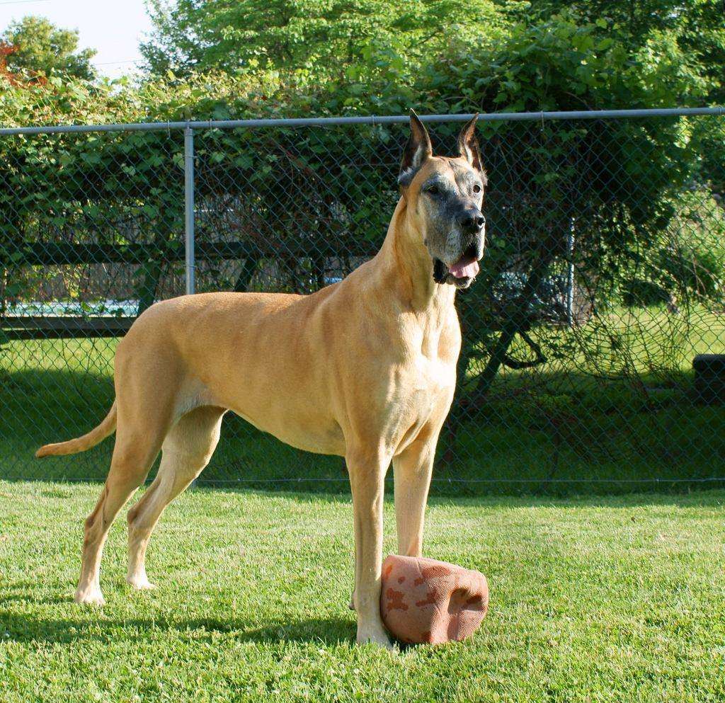 Great Dane-Dog-Breeds Price In bangalore
