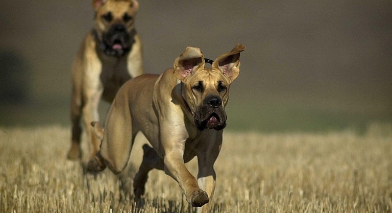 Show Quality Great Dane Price In India