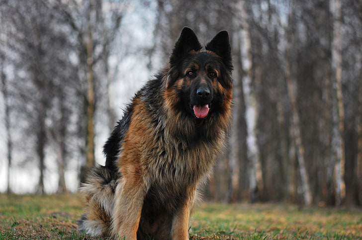 King Shepherd dog price in India