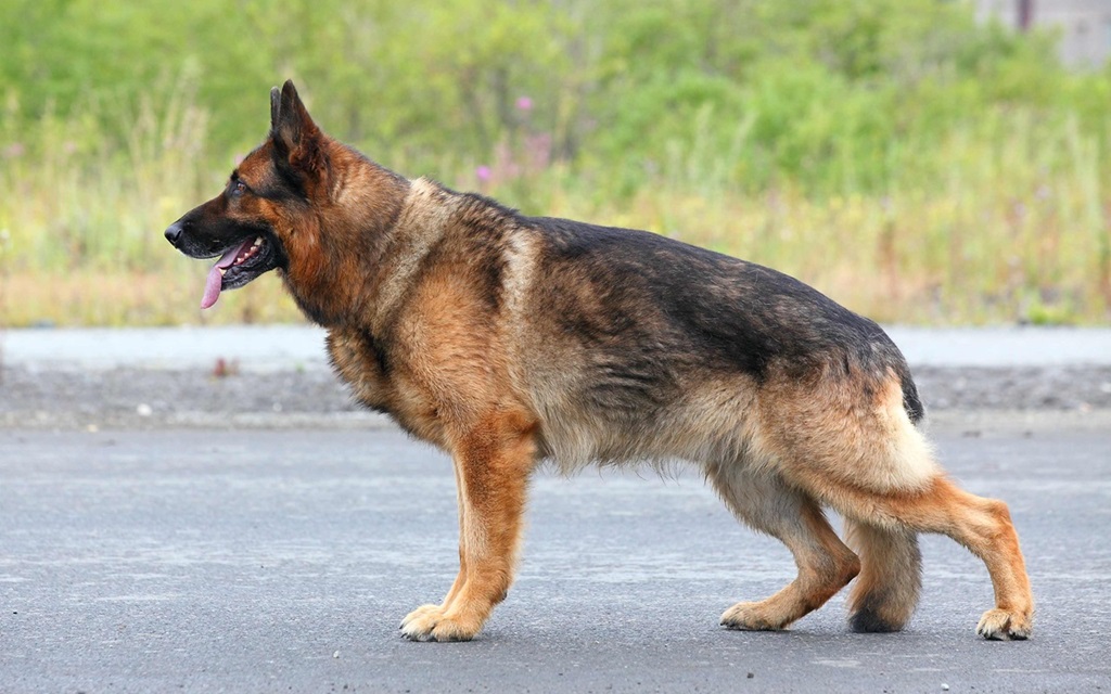 King Shepherd dog for sale In India
