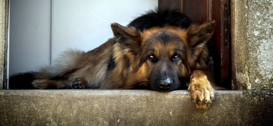 King Shepherd Puppy Price In India