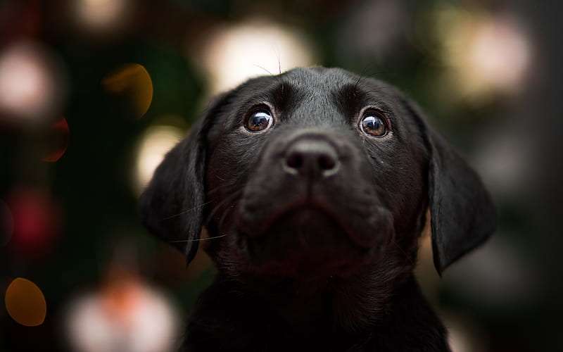 Labrador Retriever dog price in Bangalore