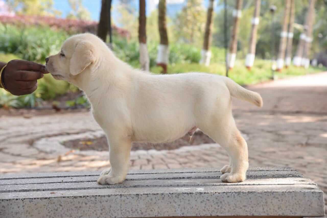 Labrador Retriever puppies for sale in Bangalore