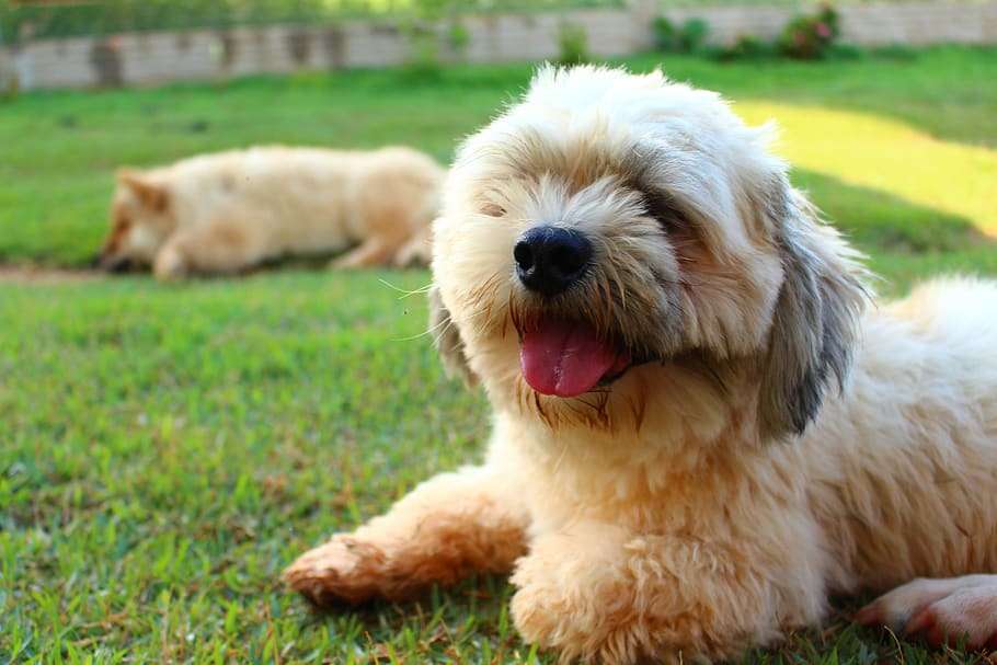 lhasa apso dog breeder in bangalore