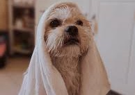 Lhasa Apso Dog Puppies for sale in India