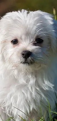 Lhasa Apso male puppy price In India