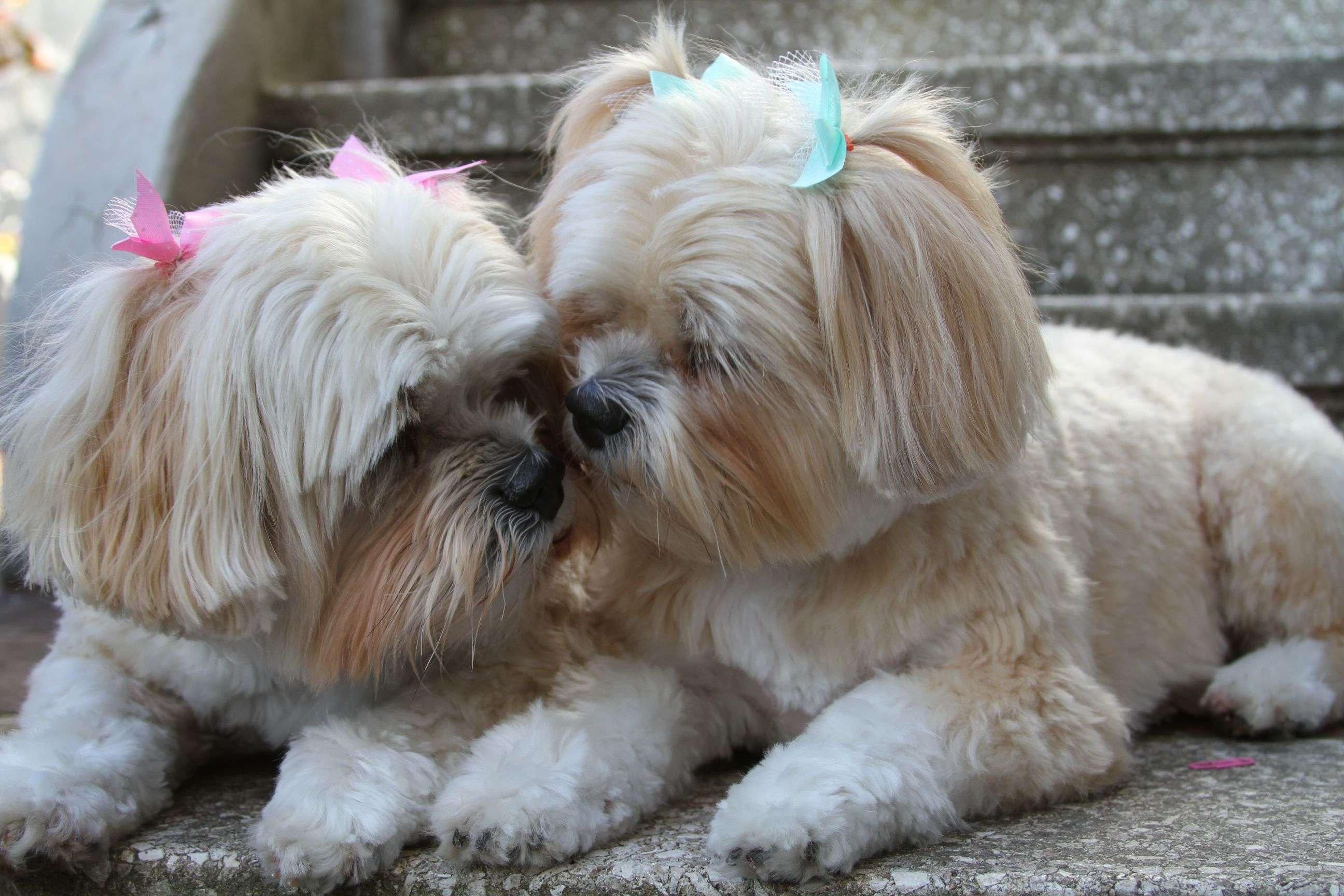 lhasa apso dog for sale in bangalore