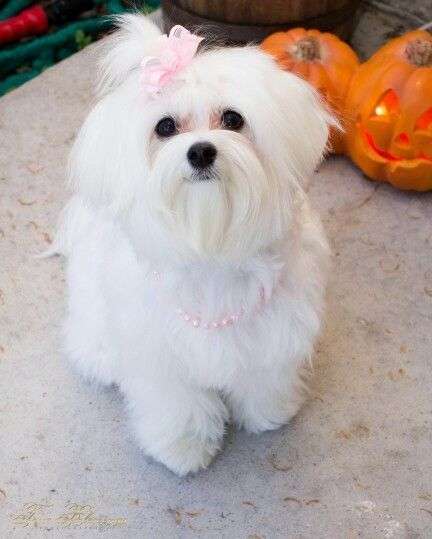 Maltese Dogs Price In bangalore