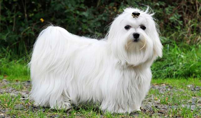 Maltese dog for sale in Bangalore